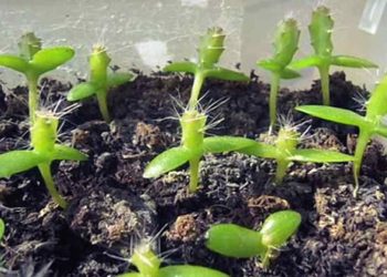 Bạn cần phải chọn hạt giống Thanh Long Ruột Đỏ tốt nhất