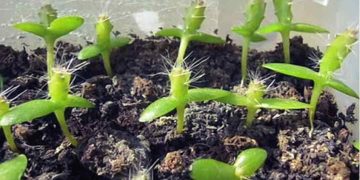 Bạn cần phải chọn hạt giống Thanh Long Ruột Đỏ tốt nhất