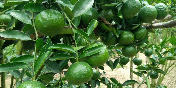 Cam sành được trồng nhiều nhất tại các tỉnh Hòa Bình và Bắc Giang