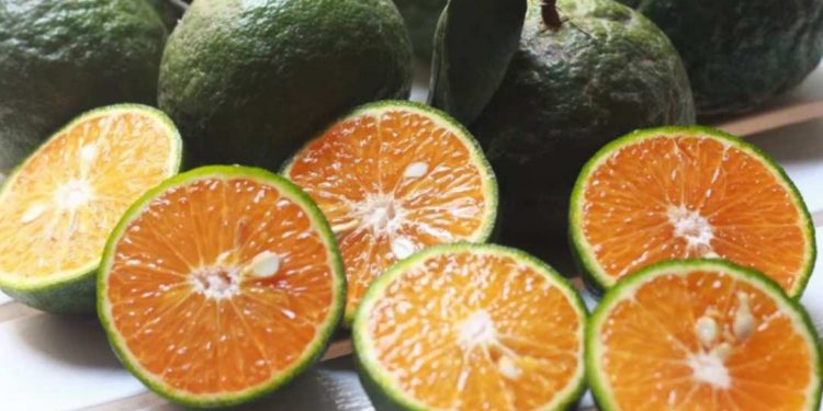 Nguồn gốc của quả cam