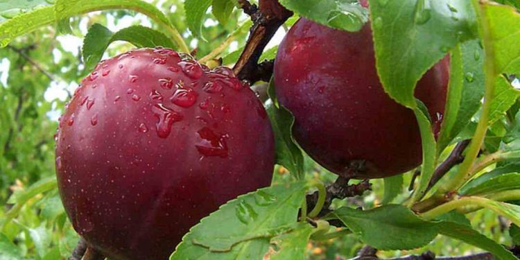 Nguồn gốc của quả Mận đến từ đâu? 