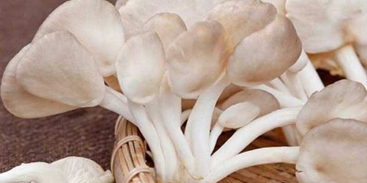 Nấm sò được dùng cho chế biến thức ăn và là dược liệu quý