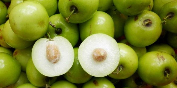 Cần chăm sóc táo xanh đúng cách để táo sai quả, đạt chất lượng tốt