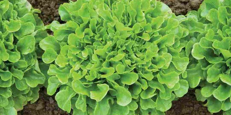Rau xà lách rất dễ trồng, được mọi người trồng phổ biến