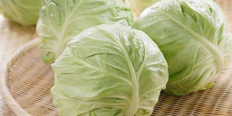 Bắp cải vào mùa nào là ngon nhất nên ăn 