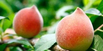 Đào tiên sau khi ngâm đến độ chín mùi bạn dễ dàng bảo quản