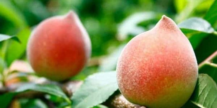 Đào tiên sau khi ngâm đến độ chín mùi bạn dễ dàng bảo quản