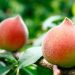 Đào tiên sau khi ngâm đến độ chín mùi bạn dễ dàng bảo quản