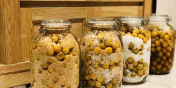 Lịch sử phát triển quả mơ