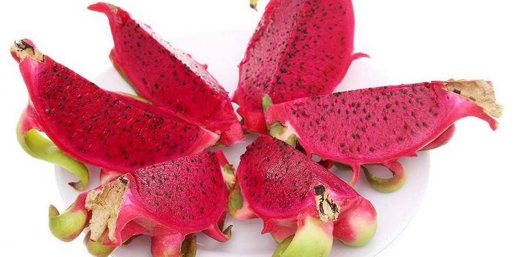 Thanh long ruột đỏ còn được ưu ái gọi là thanh long Nữ Hoàng