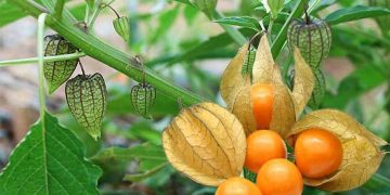 Trái thù lù giúp giảm đau khớp cực tốt