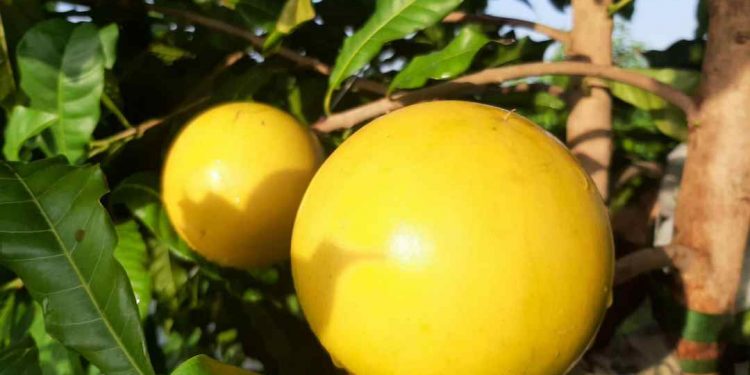 Vú sữa hoàng kim có mức giá trên thị trường khá cao