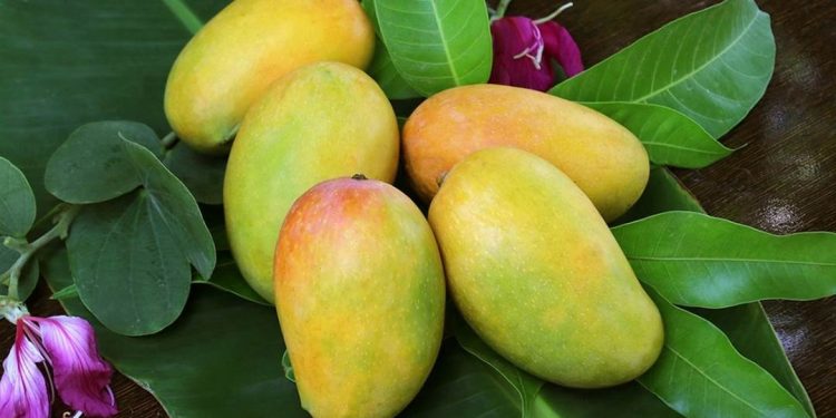 Xoài Thái Lan – Giống xoài hiện đang được trồng rất nhiều