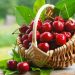 Các loại cherry được người tiêu dùng yêu thích hiện nay