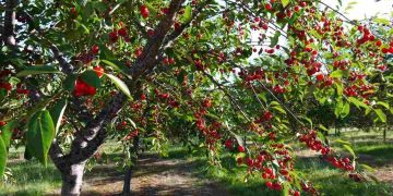 Cách chọn quả cherry ngon chuẩn mà bạn nên biết