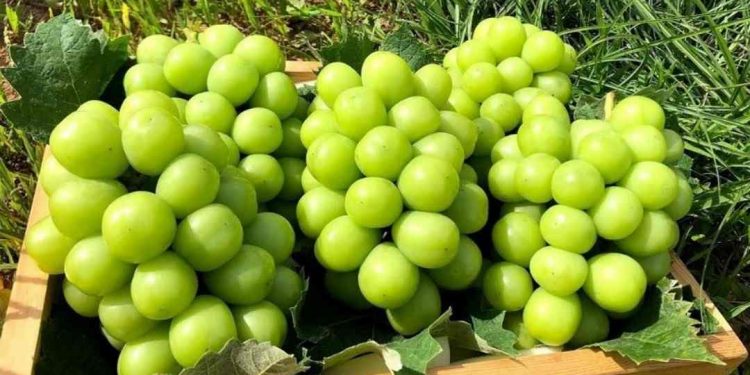 Nho không hạt có những loại nào? Đặc điểm của từng loại