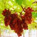 Quả nho đỏ Úc lựa chọn như thế nào để đạt chất lượng?