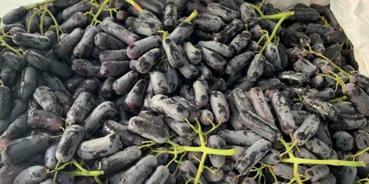 Quả nho ngón tay trồng và chăm sóc như thế nào cho hiệu quả