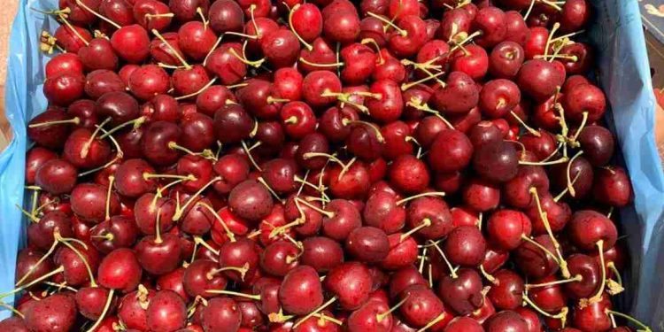Size cherry có những loại nào? Hướng dẫn chọn size