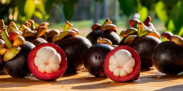 Cách chọn măng cụt ngon dựa vào đặc điểm bên ngoài