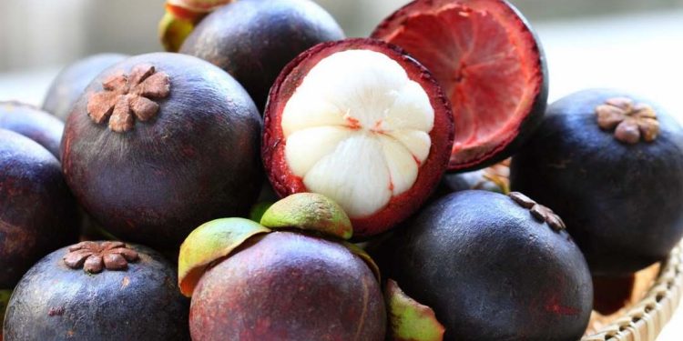 Măng cụt Thái Lan có những đặc điểm và công dụng gì?