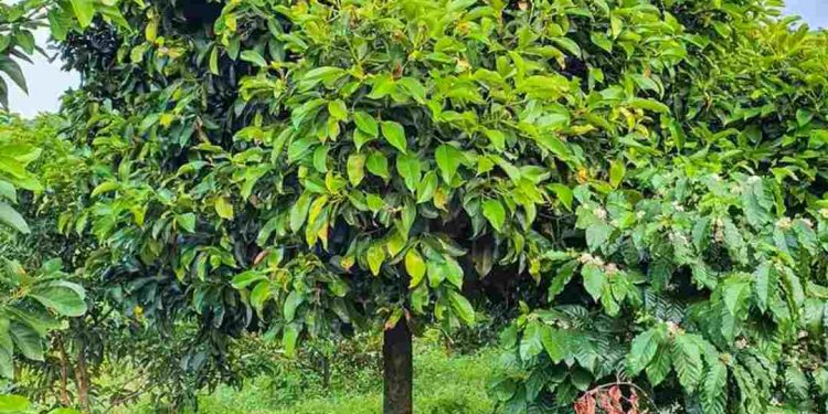 Trồng cây măng cụt bằng kỹ thuật cho hiệu quả, năng suất cao