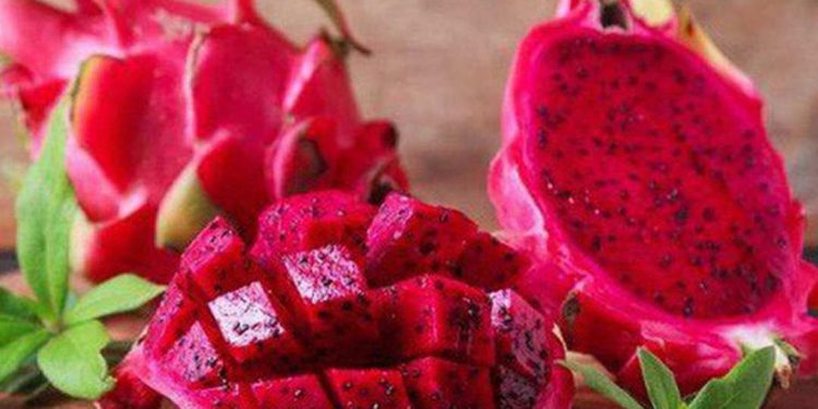 Cách trồng và canh tác Thanh Long Ruột Đỏ