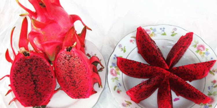 Thanh Long Ruột Đỏ được xuất xứ từ miền Trung Bộ Việt Nam